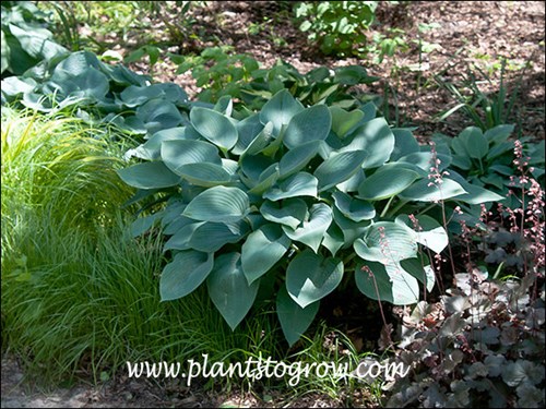 Bright glaucous blue foliage with good substance.